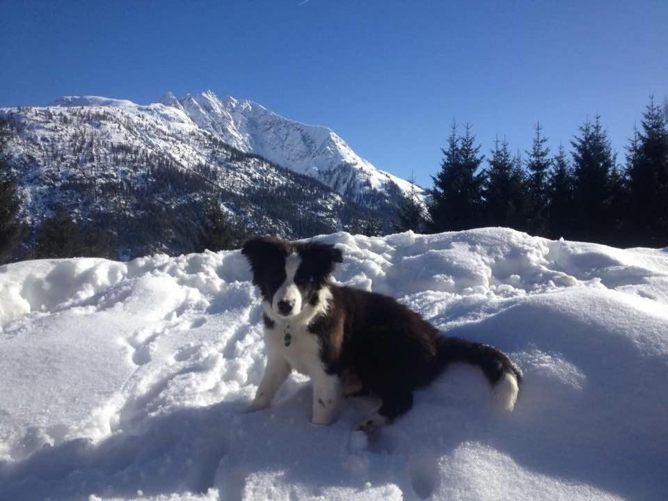 Schwarzer Adler * Elbigenalp